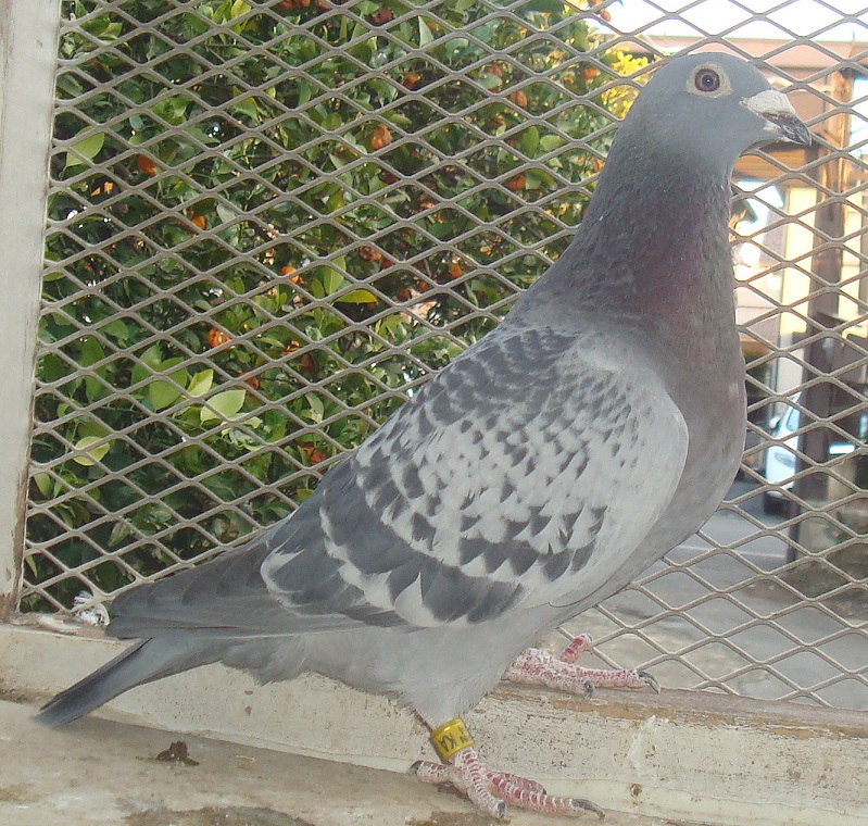 	�����t�@�[�X�g�t���C�g�����Z���@�I�����ɂ̑�\�픵�A�S�Ė����̃��C��