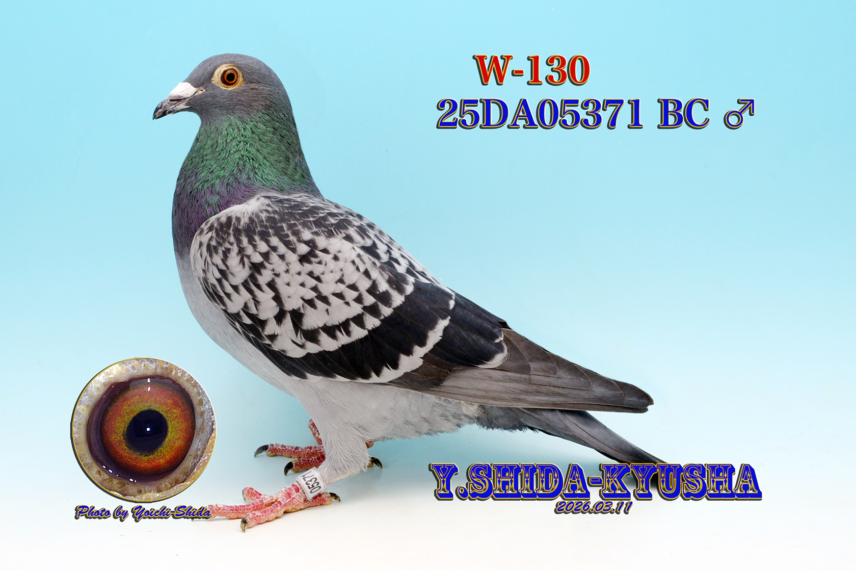 W-130 �����n���[�ߐe❎�I�[�����E���h�V����ы؁���