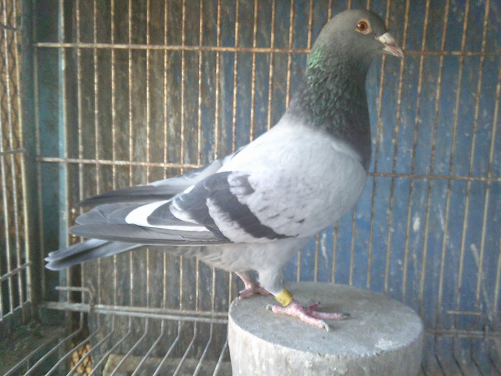 GP�����D�����e�~�h�D�o���Z���i�̑�