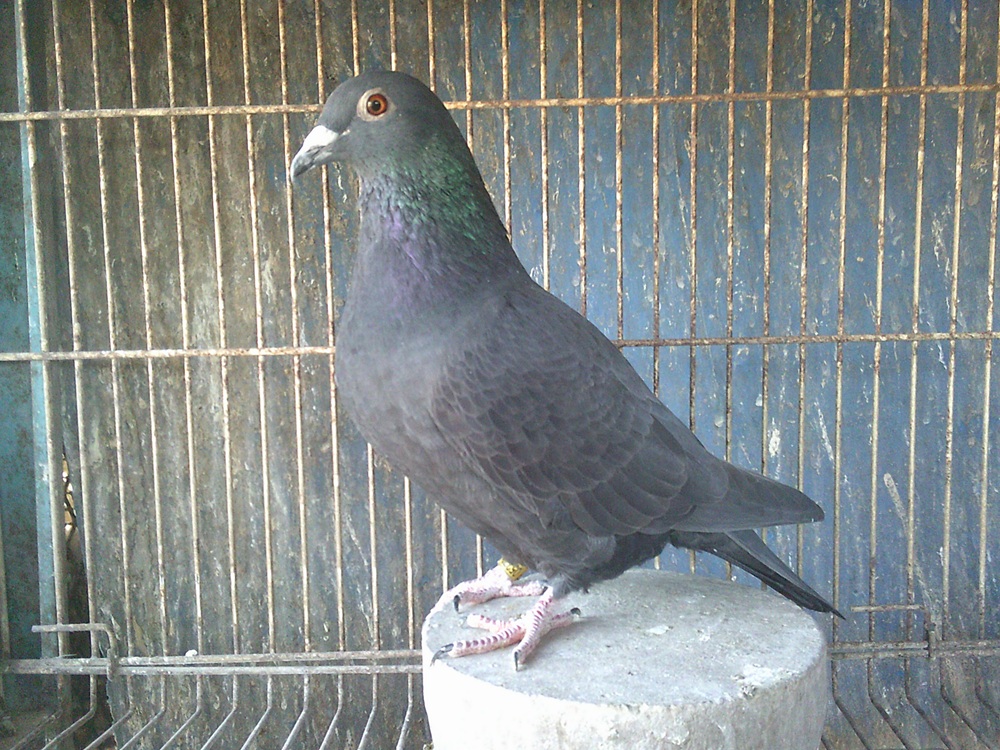 �u���b�N�������n�@BLK�@��