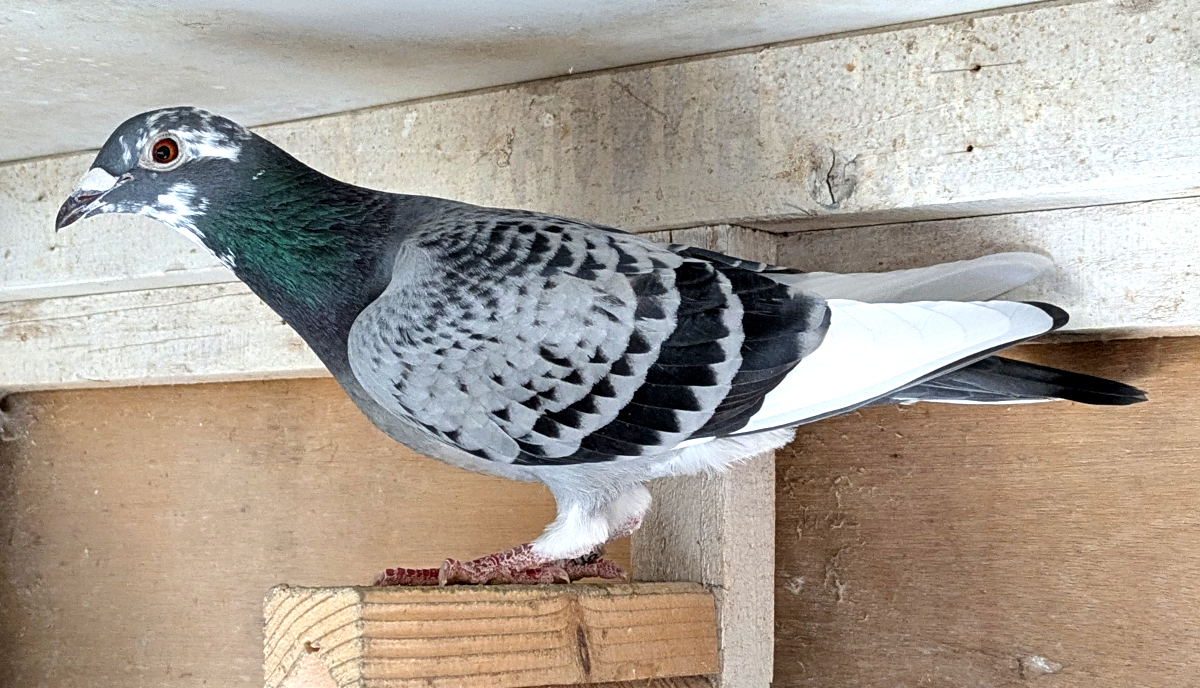 �����{GN1100km62�ʁ~�����G�[�X�s�W�����̒��e�ł��B