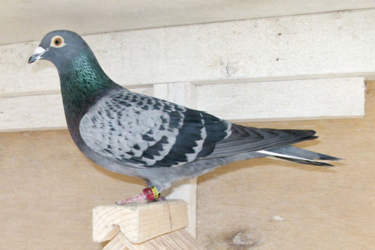 ��t���̋������Ƀv���W�f���g���t�g��̔��ł��B