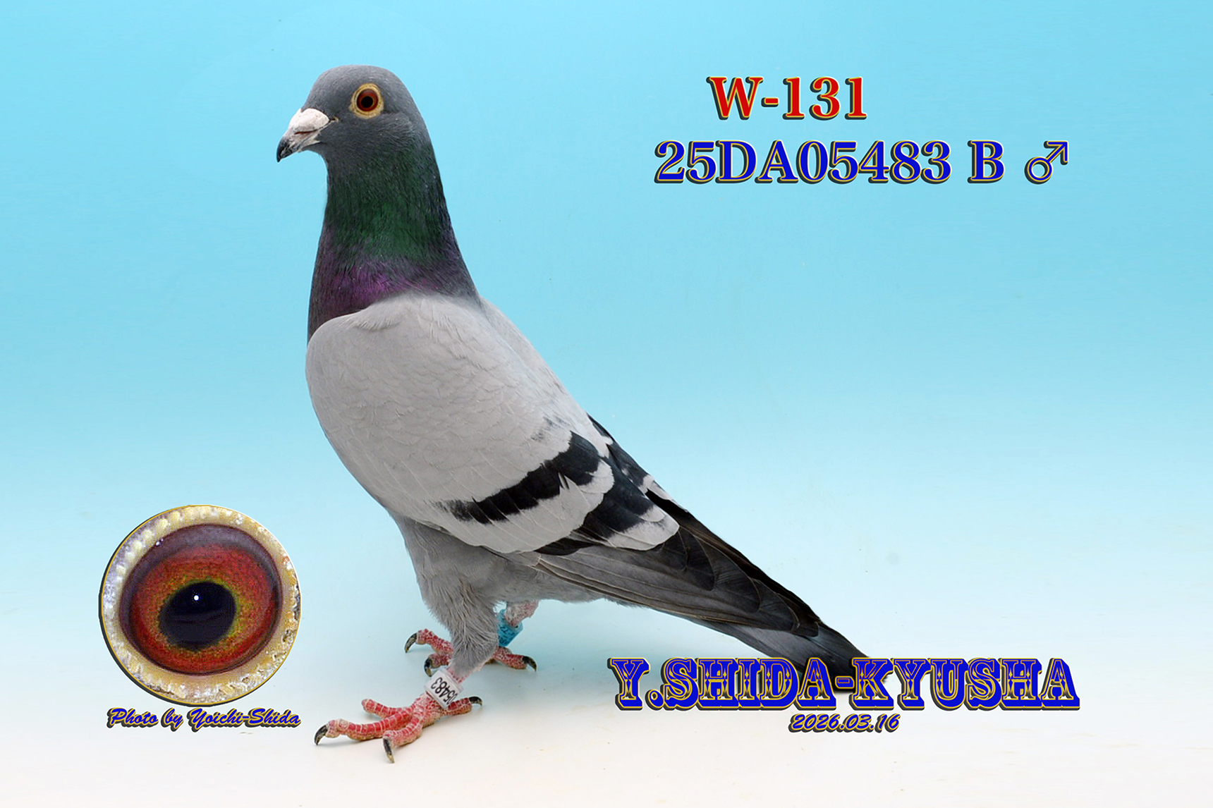 W-131 ���������V�����e���[�����Z���n❎���۔��ɂŊ����AAA�n����