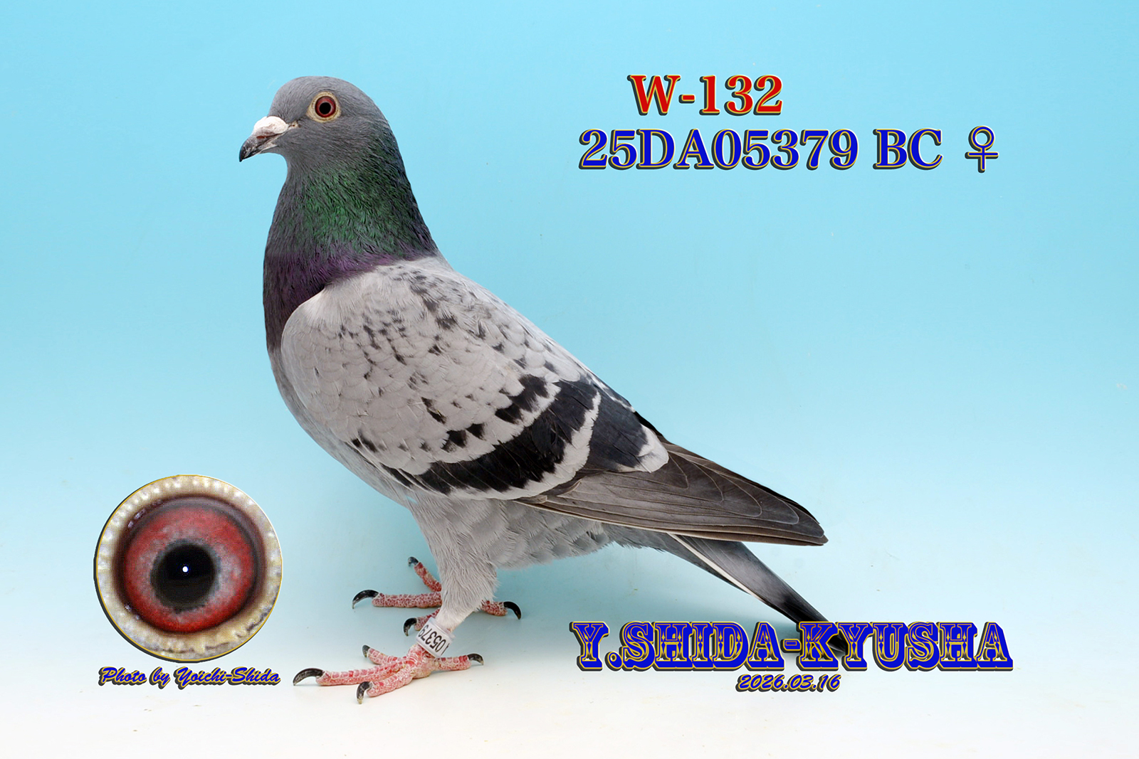 W-132 ����19�N�����{GN �����D���̑S�Z��❎���W�F���h�t������E��N�C�������e����