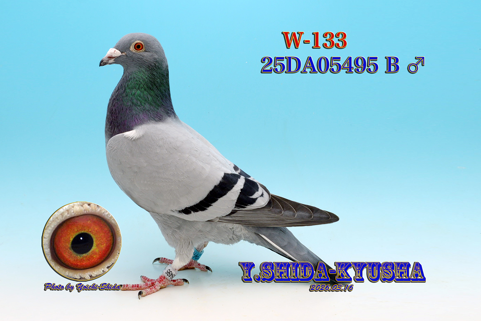 W-133 �����c����S�HGN�����D���gNUMATA3�����h❎����400�E�}�i�X�����W�f��������