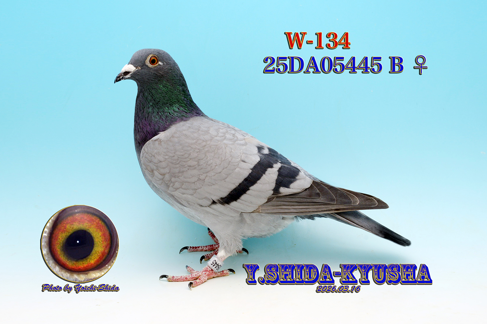 W-134 ��������Í�(���ԏܑ����D��)���e❎����400�E�ꕶ���������D���n����