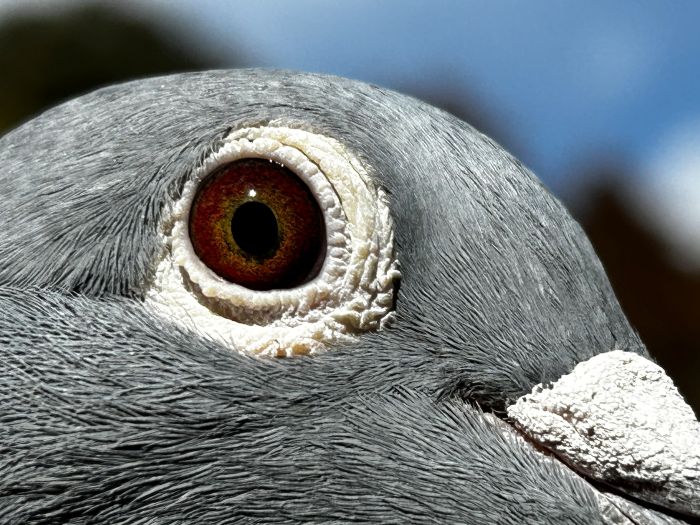 ���o�����[�s�W�������픵�o�i�@�P�VDA�O�S�R�Q�O�@