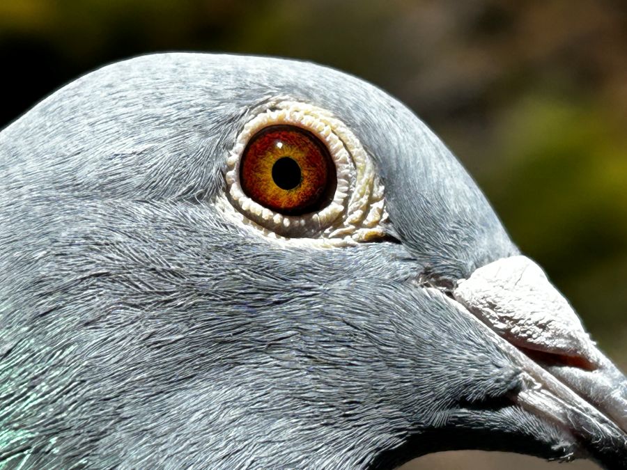 ���o�����[�s�W�������@�Q�Q�i�g�O�P�O�U�X�@B