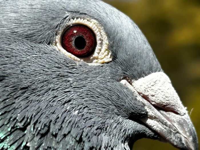 ���o�����[�s�W�������@�Q�S�i�g�O�Q�X�V�T