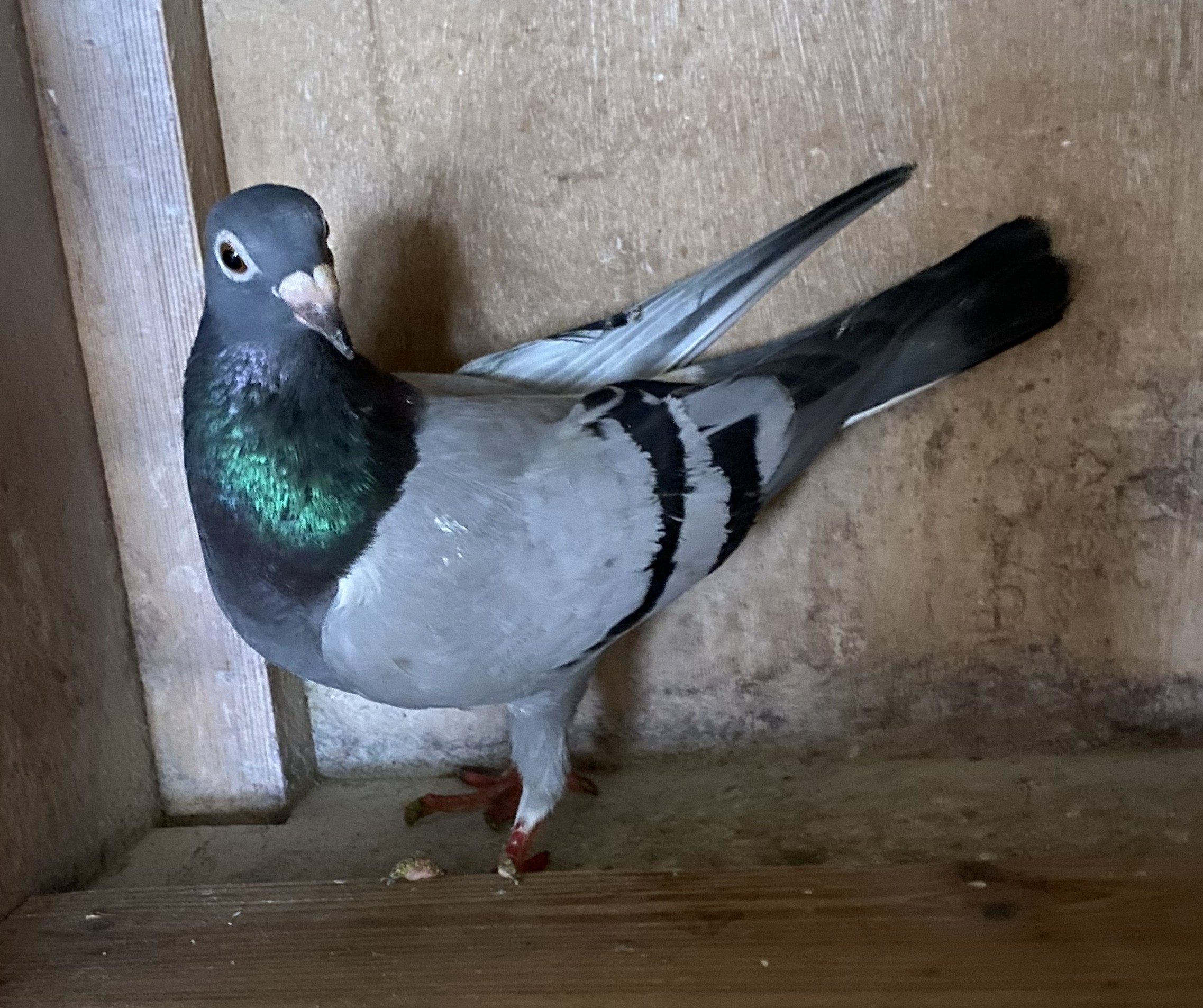  �f�u�N���Z��n�~�i�f�u�N���Z�탍�����X���e�~�f�u�N���Z��o���Z���i���܁j	�I�[�N�V����No�F 1769639867