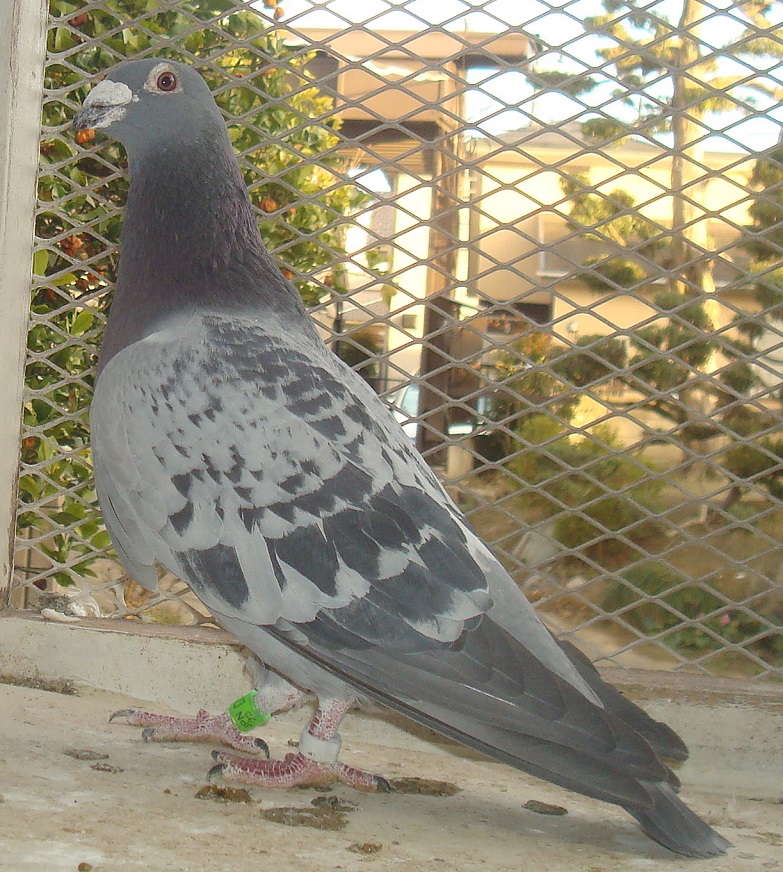 ���������Z���A���eAAA���t�g��̃v���g���̋ߐe