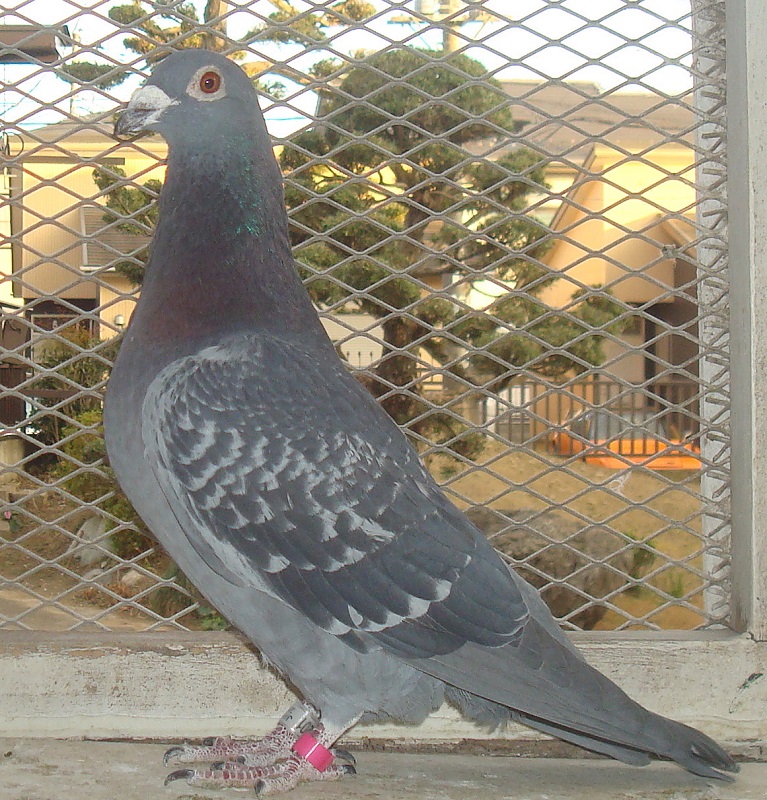 	�����e���ɓ����{CH�����A���{�ŗD�G���Ɂ@��ʘA���A�V��繫���ɂ̔�ы�