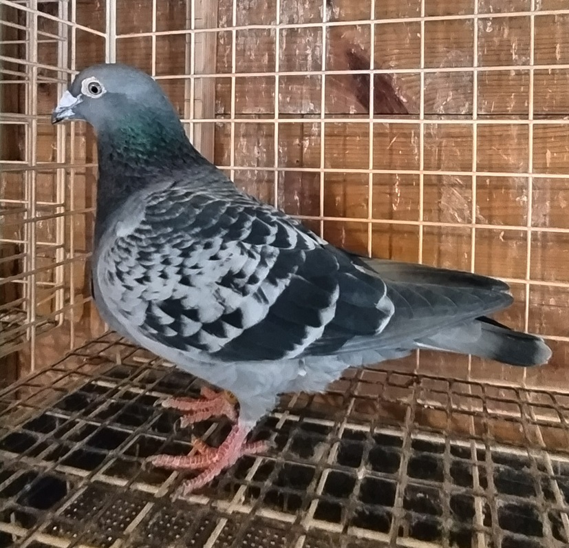 13-YA 08909 BC ��