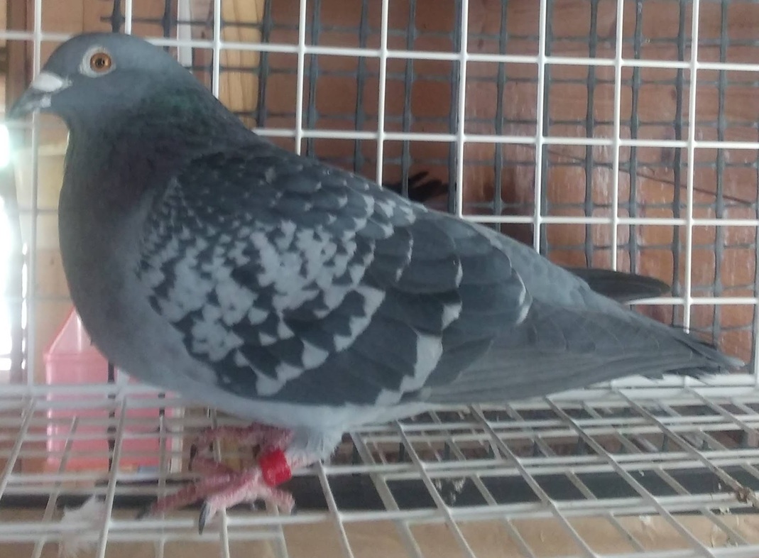 12-YA  05188 BC ��