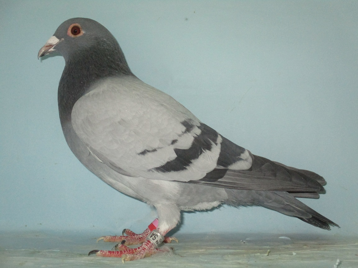 ���e�ꕶ�����t�g��t�B���b�v�A�y���s�i���N�C�[���A�A���h�A�L���̑��~�X���[�^�C���Y�̑S�Z��