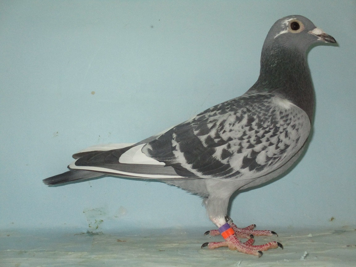 ���e�ꕶ�����t�g��t�B���b�v�A�y���s�i���N�C�[���A�A���h�A�L���̑��~�i�C�g�E���f�B�[(�A�W�����m�����D��)�̖�