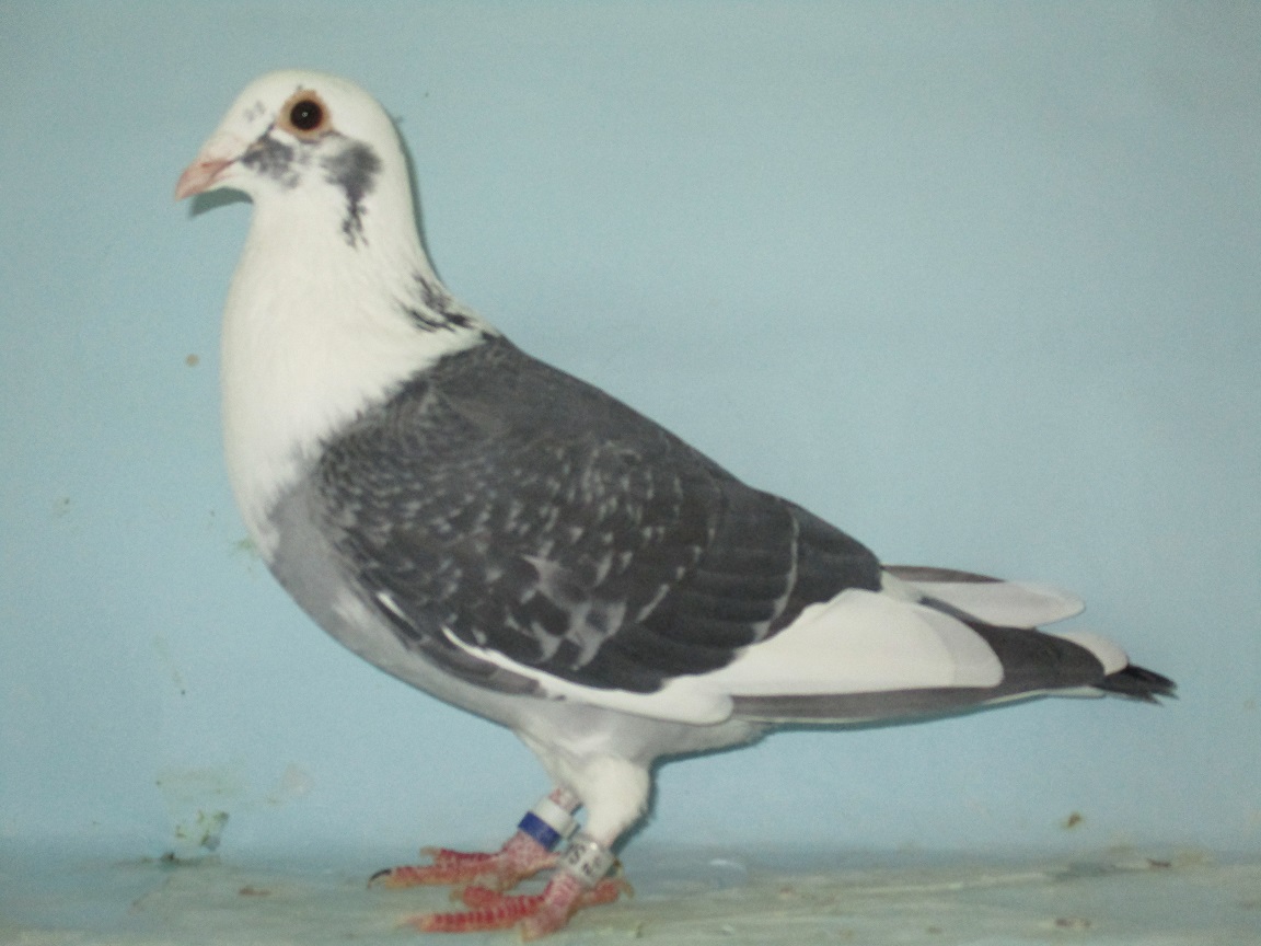 �t���C�c�A�[�A�h�����I�A�y���s�i���N�B�[���̑��~�I���n�i�A���t�@�A�l���[�̑�