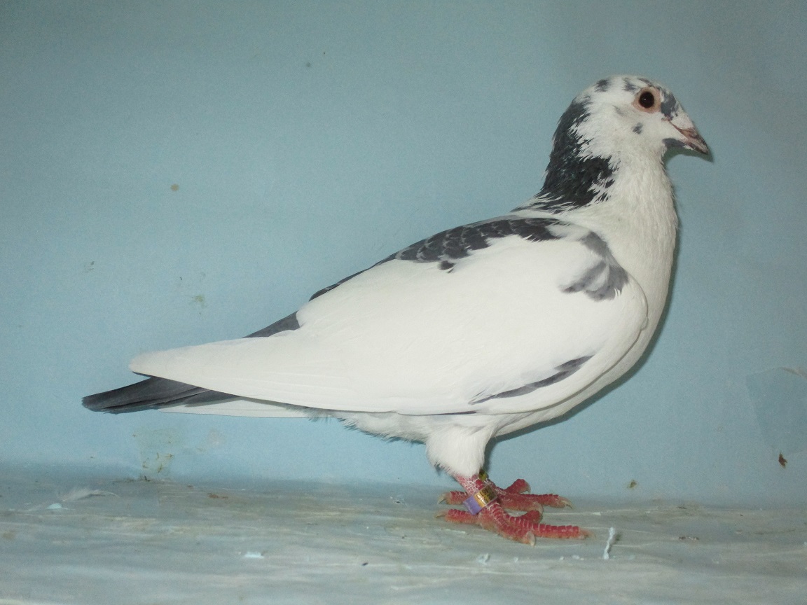 �A�b�Z�[���b�N�P�Q�S�X�W�H�������W�ʁ~�R�O�O�j�����X�ʒ��e