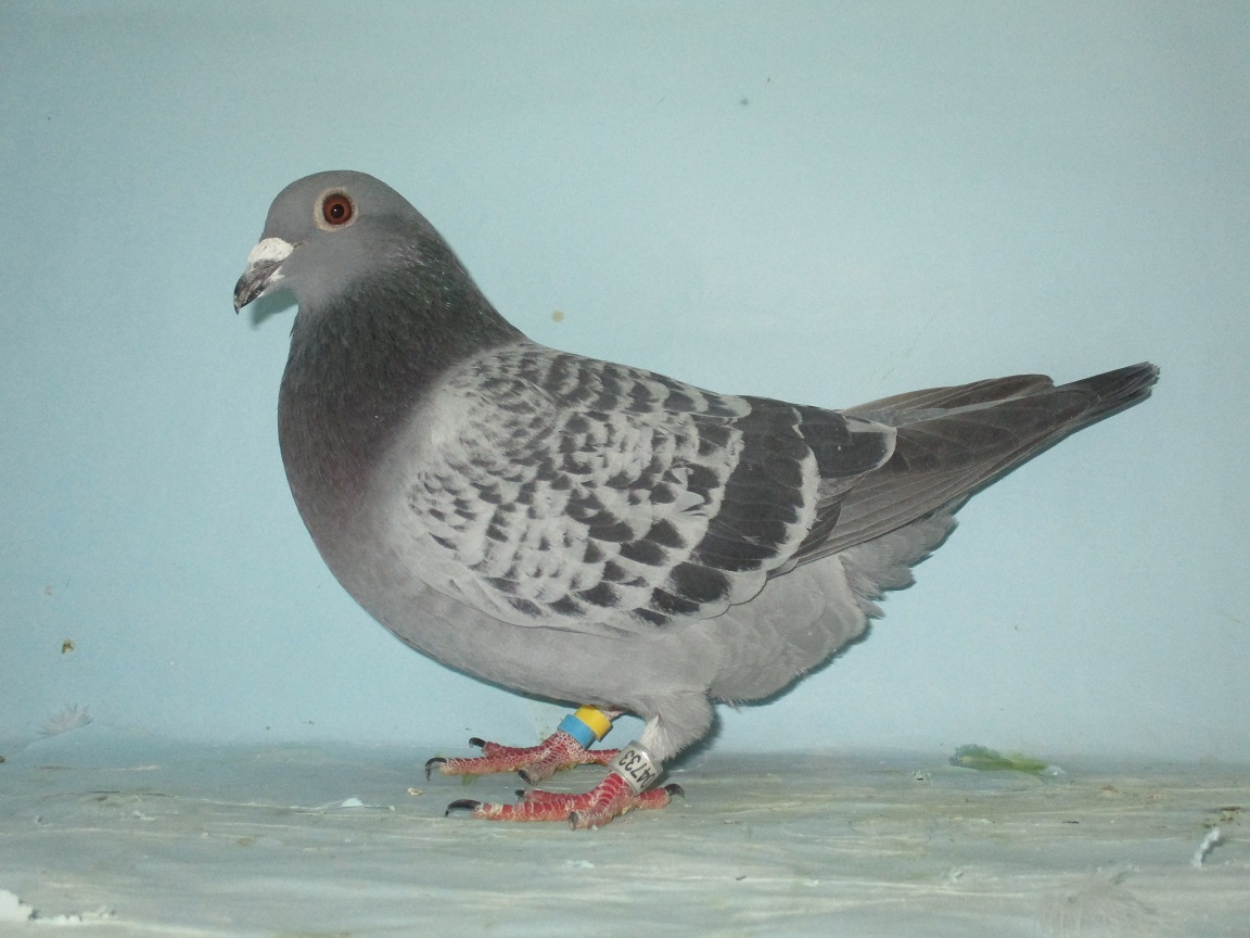 �W�m�[�E�N���P�̃S�[���f���L���O�ٕ̈��Z��~�T�O�O�j�q�������Q�ʒ��e