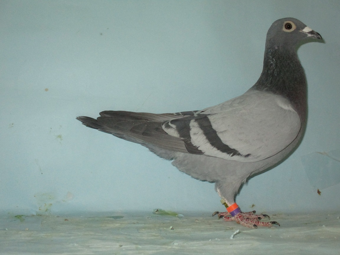 ���C�b�g�P�O�O�O�j�����V�ʒ��e�~�I���n�i�A�o���Z���i�E�����{�[�U�A�~�X�E�o���Z���i�̋ߐe