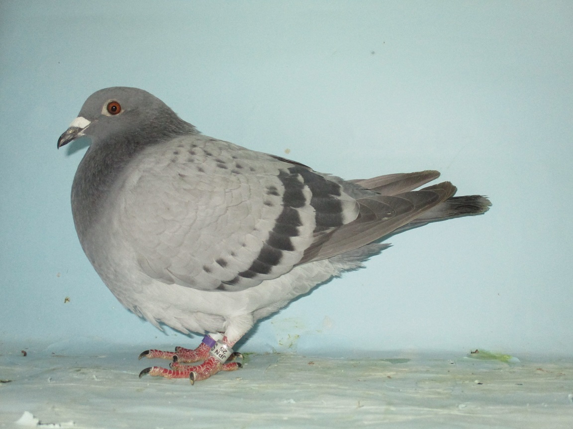 �W�m�[�E�N���P��v�����X�E���f�B�[�E�A�S�[���f���E�v�����X�̑��~�X�[�p�[�v�����X�̑�