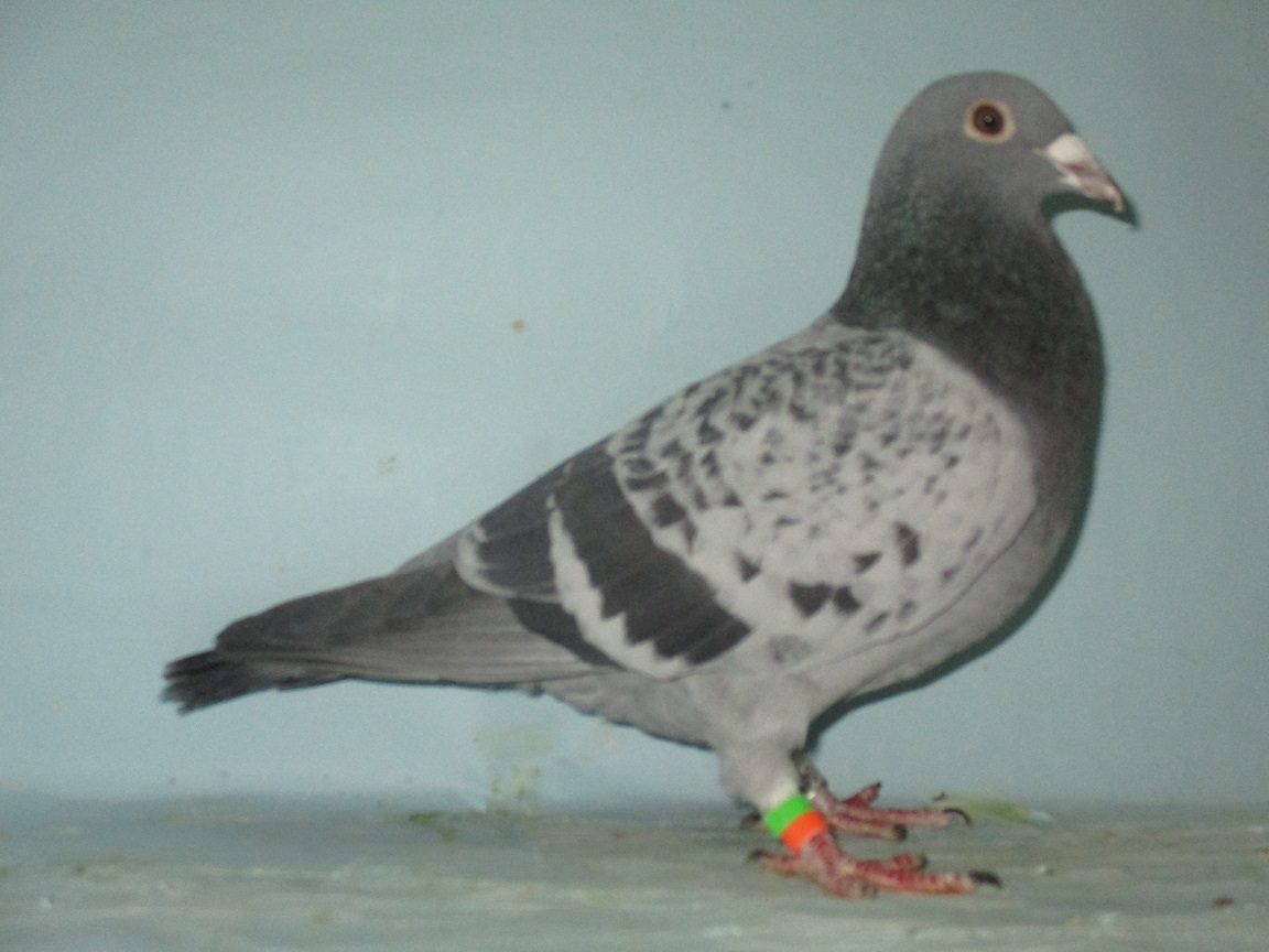 �b�g�g���[�h�A���t�g��N�B�[���I�u�E�U�E�i�C�g�̑��~�e�E�Y�E�F���c��A�N���g�X(�A�W�����m�����D��)�̖�