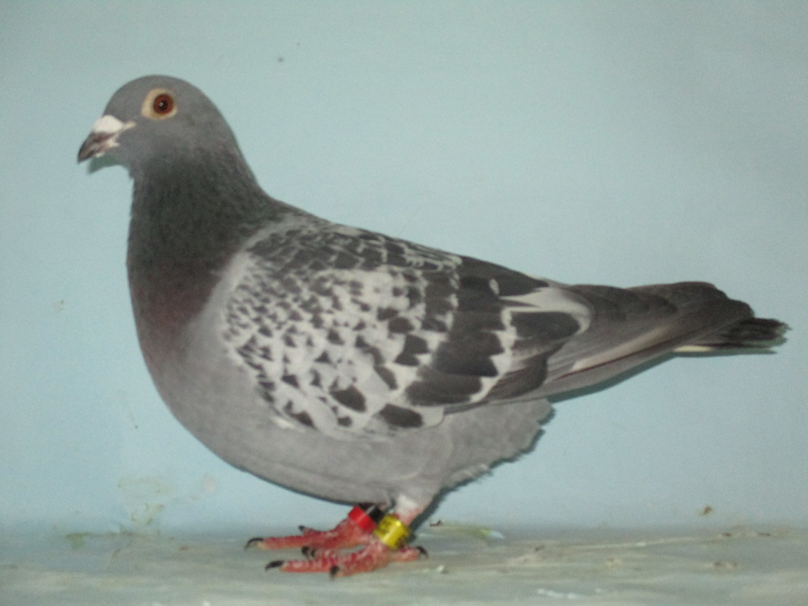 �S�O�O�j�q�������T�O�ʒn��m�����Q�W�ʂV�O�O�j�f�o�����P�X�ʁ~�n�[�Q���X��X�l���A�C�G���A�n�C�X�̑�