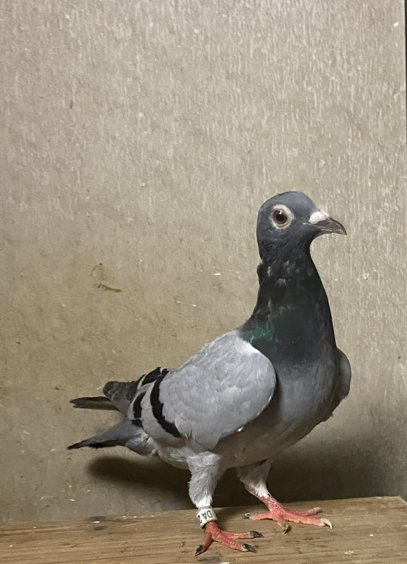 �t���N�C�[���A�~���N���N�C�[���̋؁��G���b�N�����u���O�A����400�A�j�V�r290�̋�