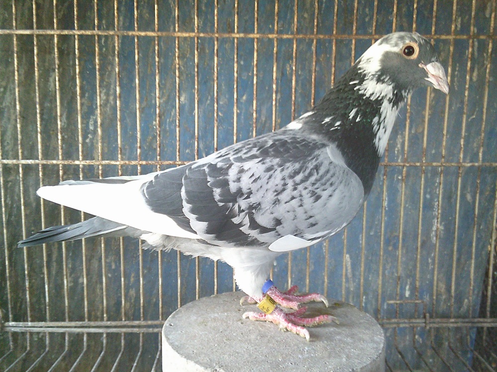 �n�C�X���~�N�B�[���D�I�u�D�U�D�i�C�g��