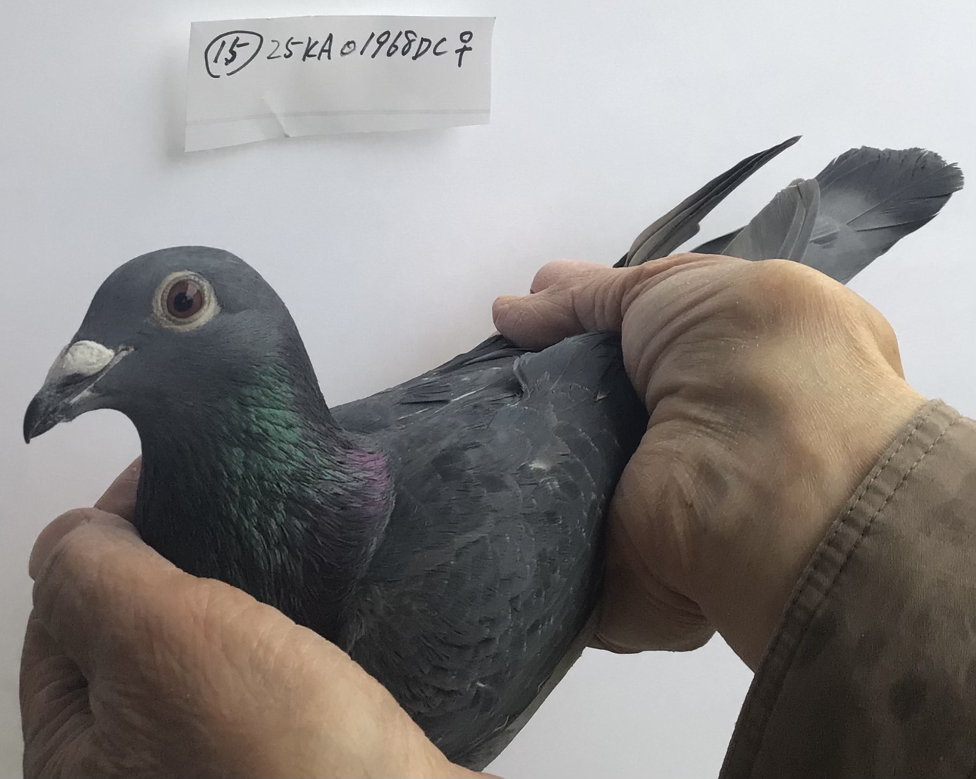 �������C�� 25KA01968DC�����H