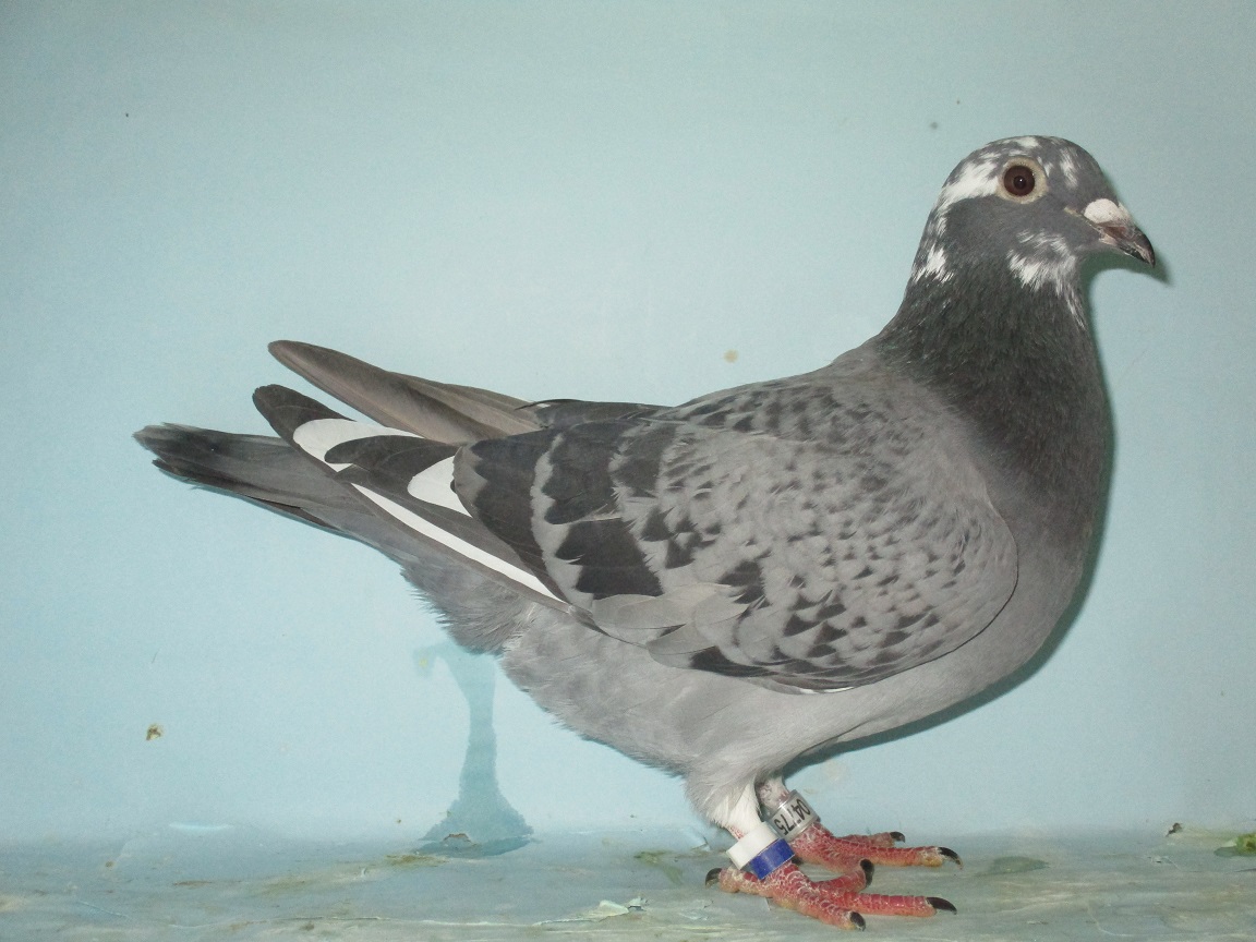 ���e�ꕶ�����t�g��t���C�c�A�[�A�h�����I�A�y���s�i���N�C�[���̑��~�I���n���E�~���A���t�@�A�l���[�̑�