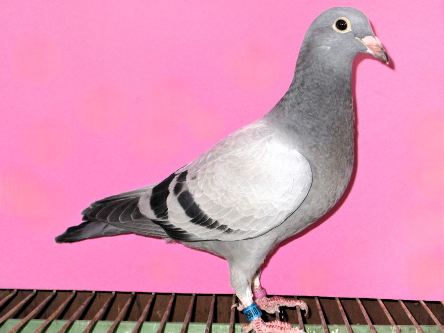 ���e�ꕶ�����t�g��(�o���Z���i�t�B���b�v���~�o���Z���i�l���[��)�~(�ꕶ���i�V���i��3���~�t�����[���X�^�[��) B ��