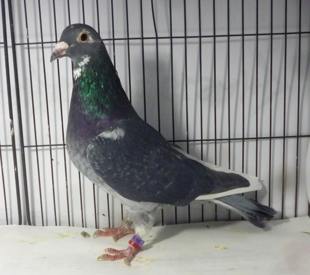 �e�[�X�S�@�M�d�@�u�����b�w�}���E�����p�`�����e�@�~�@�f�m�����P�S�ʃG���l�X�g�n