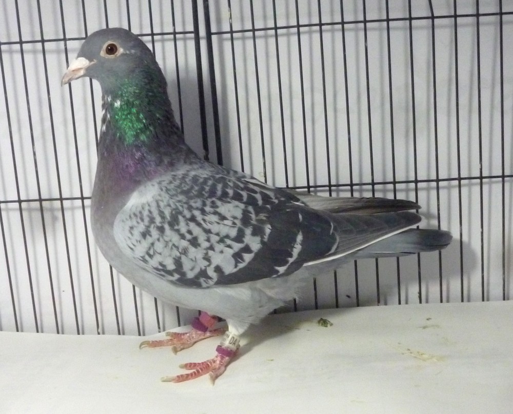 �e�[�X�T�@�I���n���E�~���d�ߐe�n