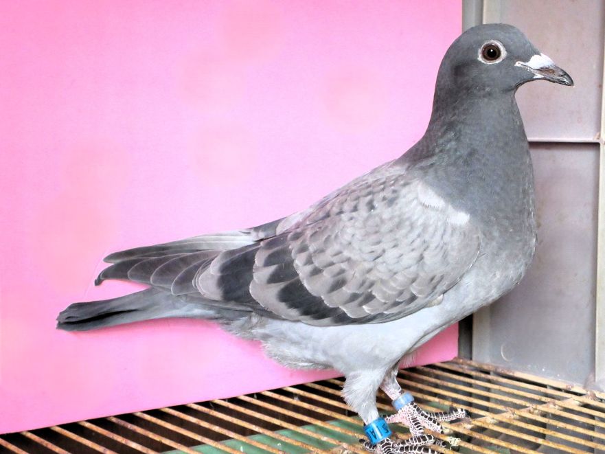 �n���[���̑��~�j���[�n���[���̑� BC ���H