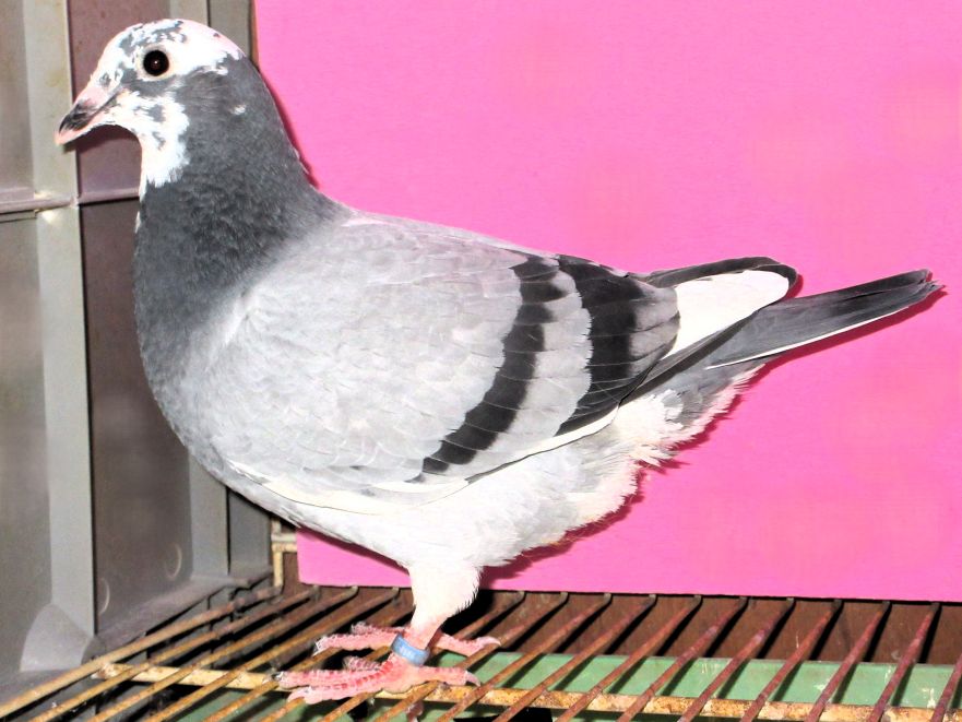 (�|���V�F911���̒��q�~�v�����X�E�|���V�F���̖�)�~(�i�V���i���E�n���[���̒��q�~�|���V�F�U���̖�) BWP ���H