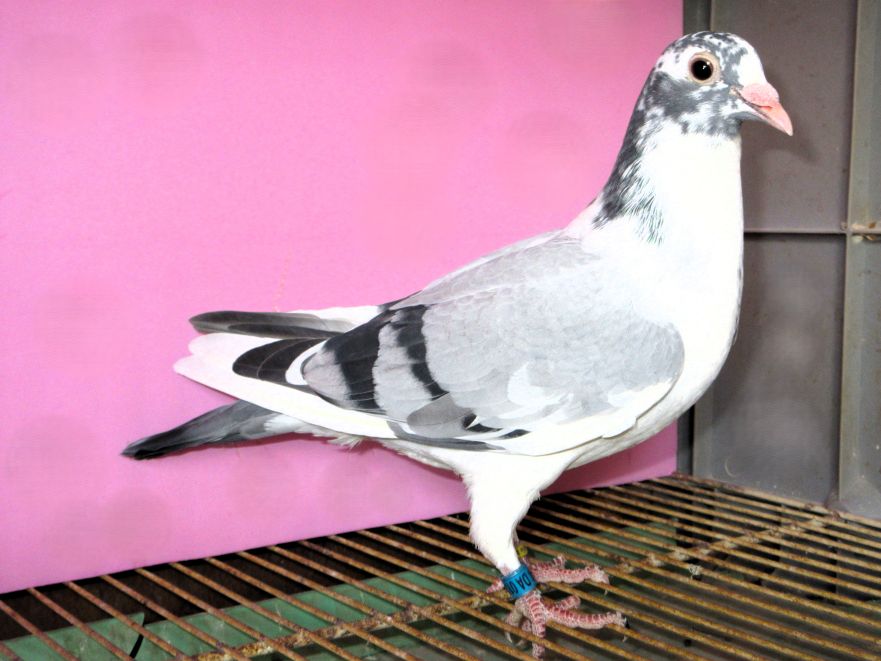 ���e���[�h�z�t�� BWP ���H�ٕ�Z��ɗߘa�W�N�t�G��ʘA��Rg7372�H������30�� 