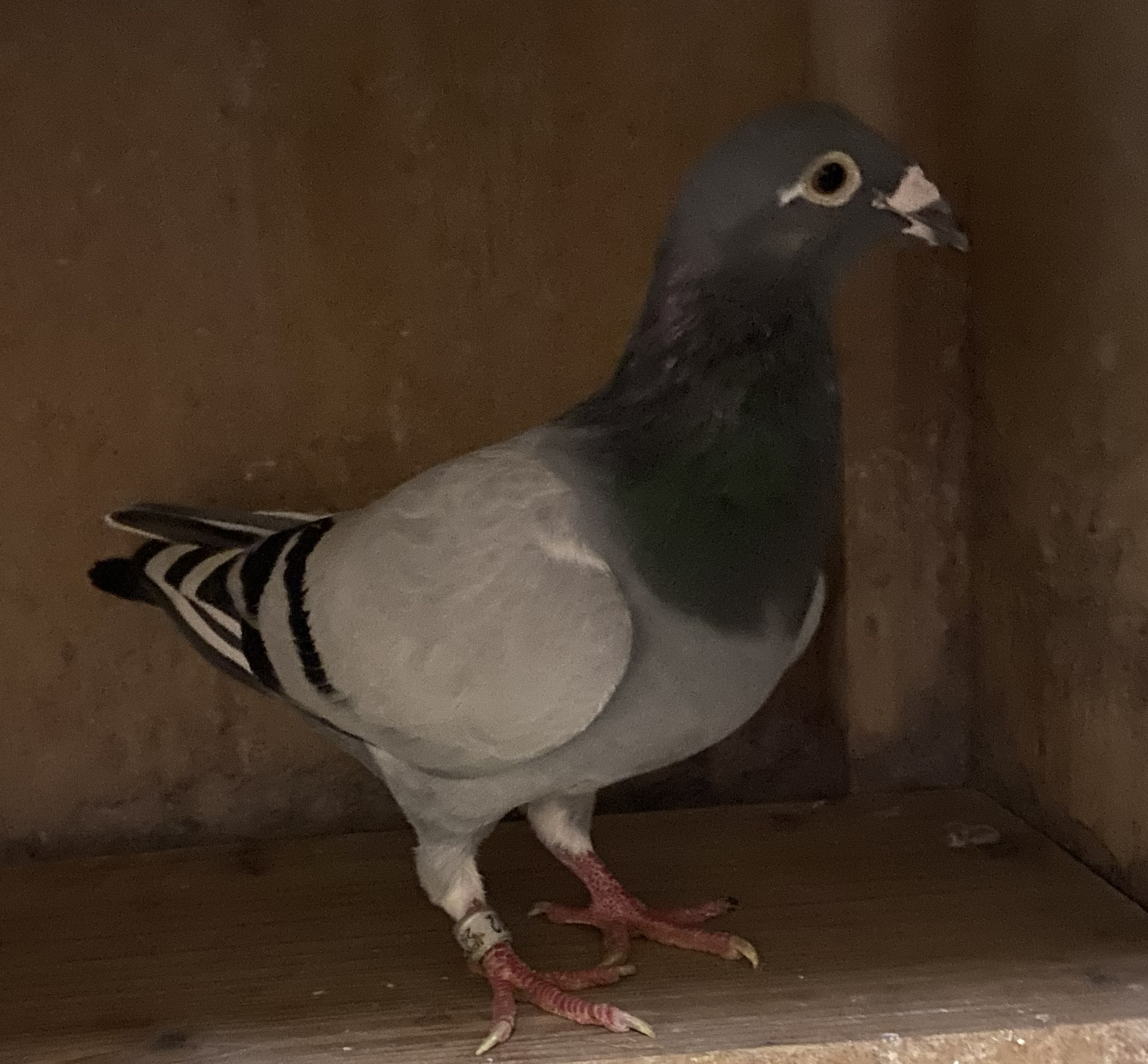 �f�u�N���Z��̌���