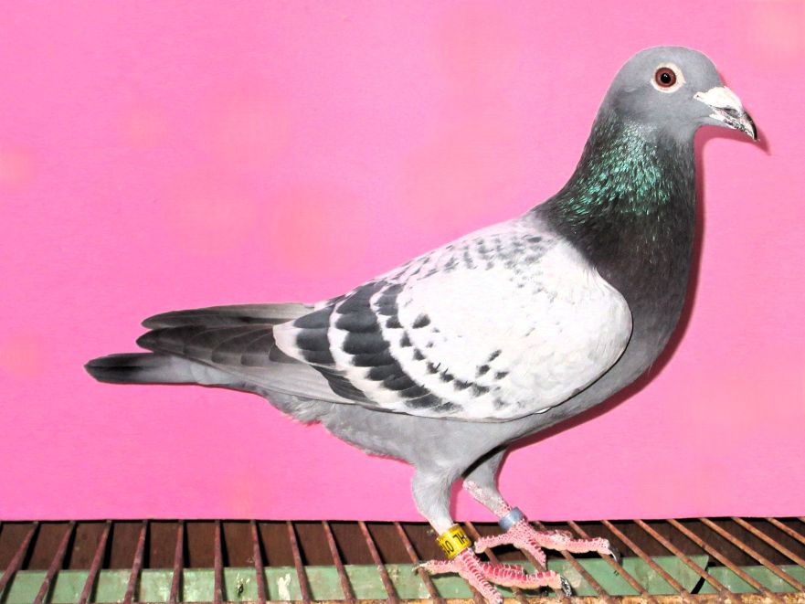 �����z�[�C�}���X��(�j���[�n���[���̑�)�~�n���[���̑� BC �� �X�g�b�o�[�h