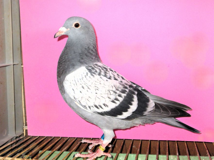 ���e���[�h�z�t��(�V���g���[N24,611�H��2�ʂ̒��q)�~(�j���[�g�����̒��q�~�g�����̖�) BC ��