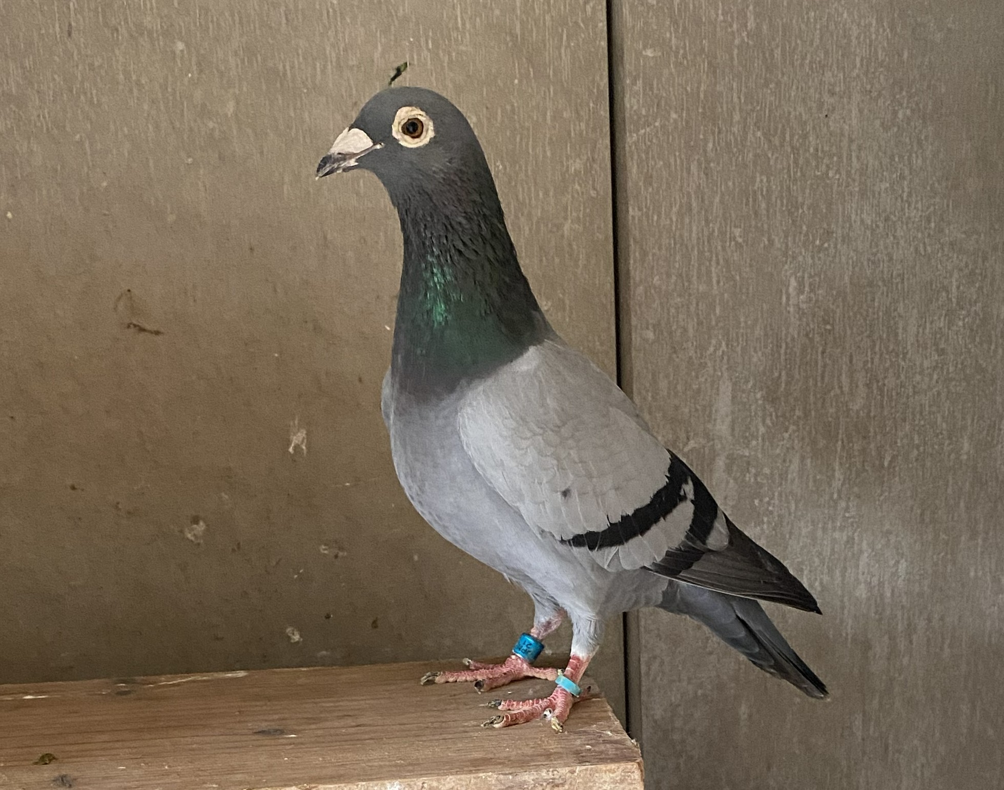 Rg����2�ʑS�Z��i�f�u�N���Z��n�œ����{CH����16�ʂ̒��e���G���b�N�E�����u���O�쒼�e�j