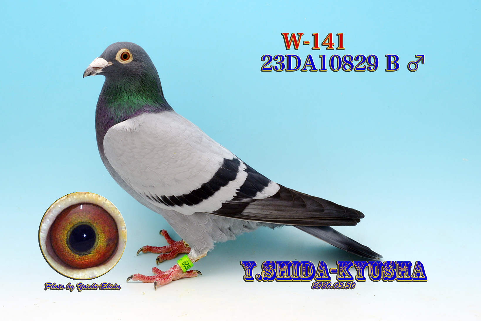 W-141 ���� 23DA10829 B ���X�g�b�N�o�[�h�E�r�b�N�q�[���[������