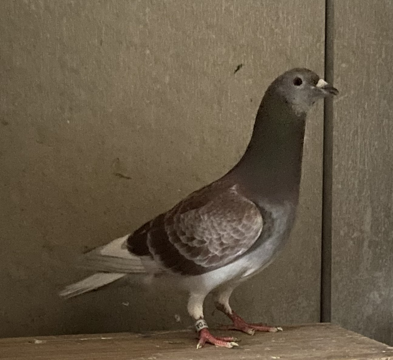 �f�u�N���Z��n�S�Z��i�b���܁��S�Z��n��N����2��