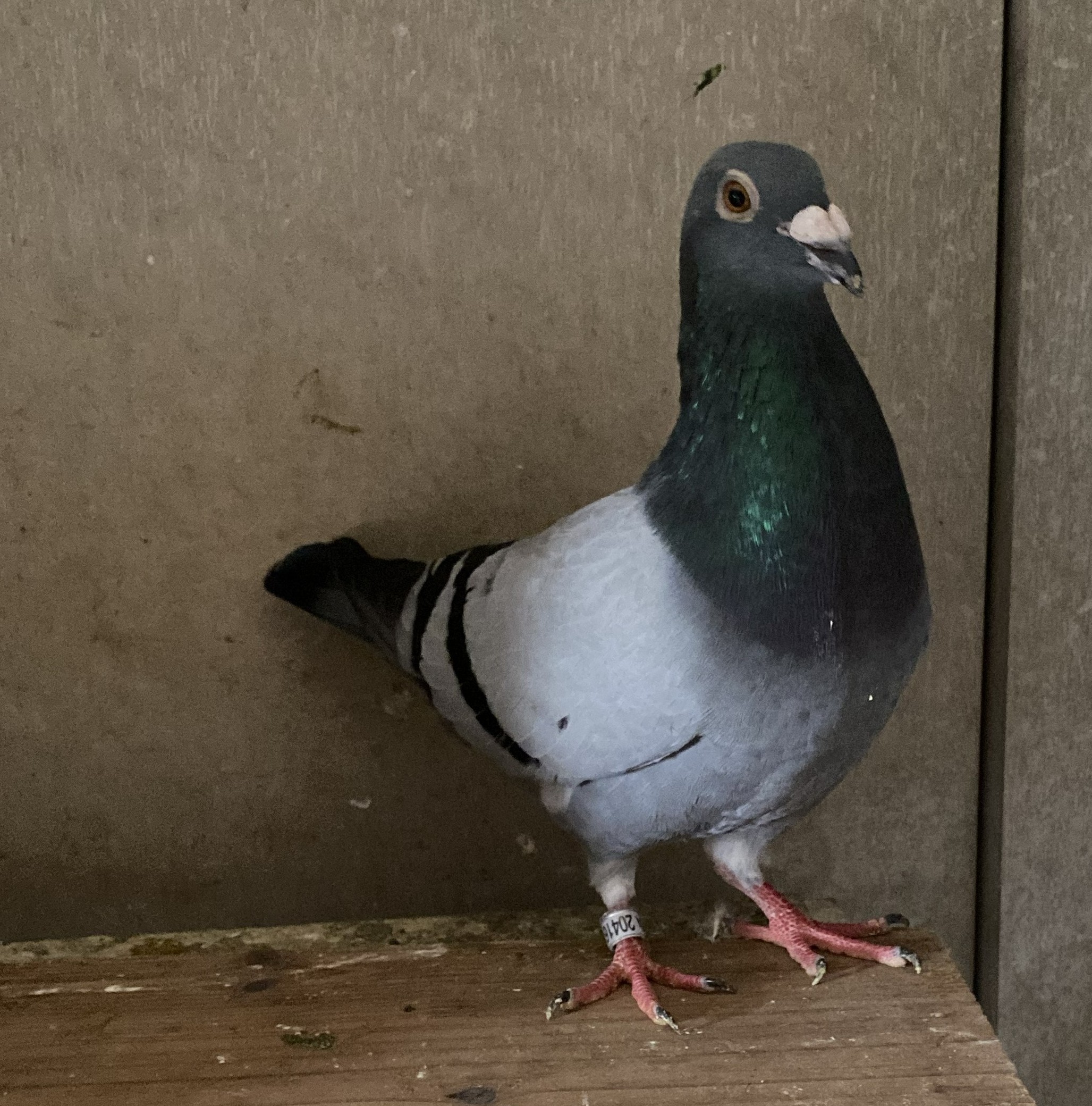 �f�u�N���Z��n�����{CH����49�ʒ��e���f�u�N���Z��n