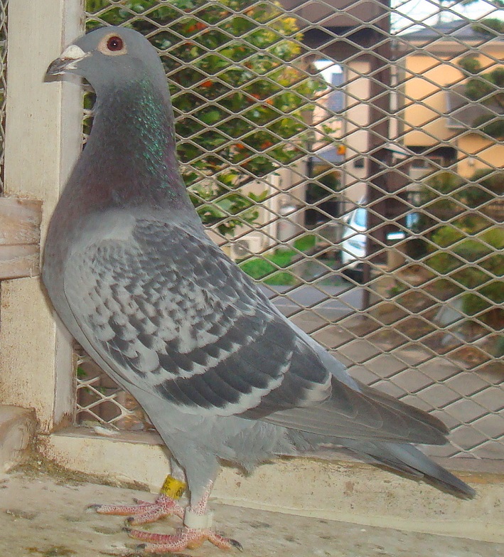 ��AAA���t�g�̏������Z���@AAA���t�g�̑�\�픵�h�E�v���g���A���C�v���g���̋ߐe�ɂȂ�܂��B