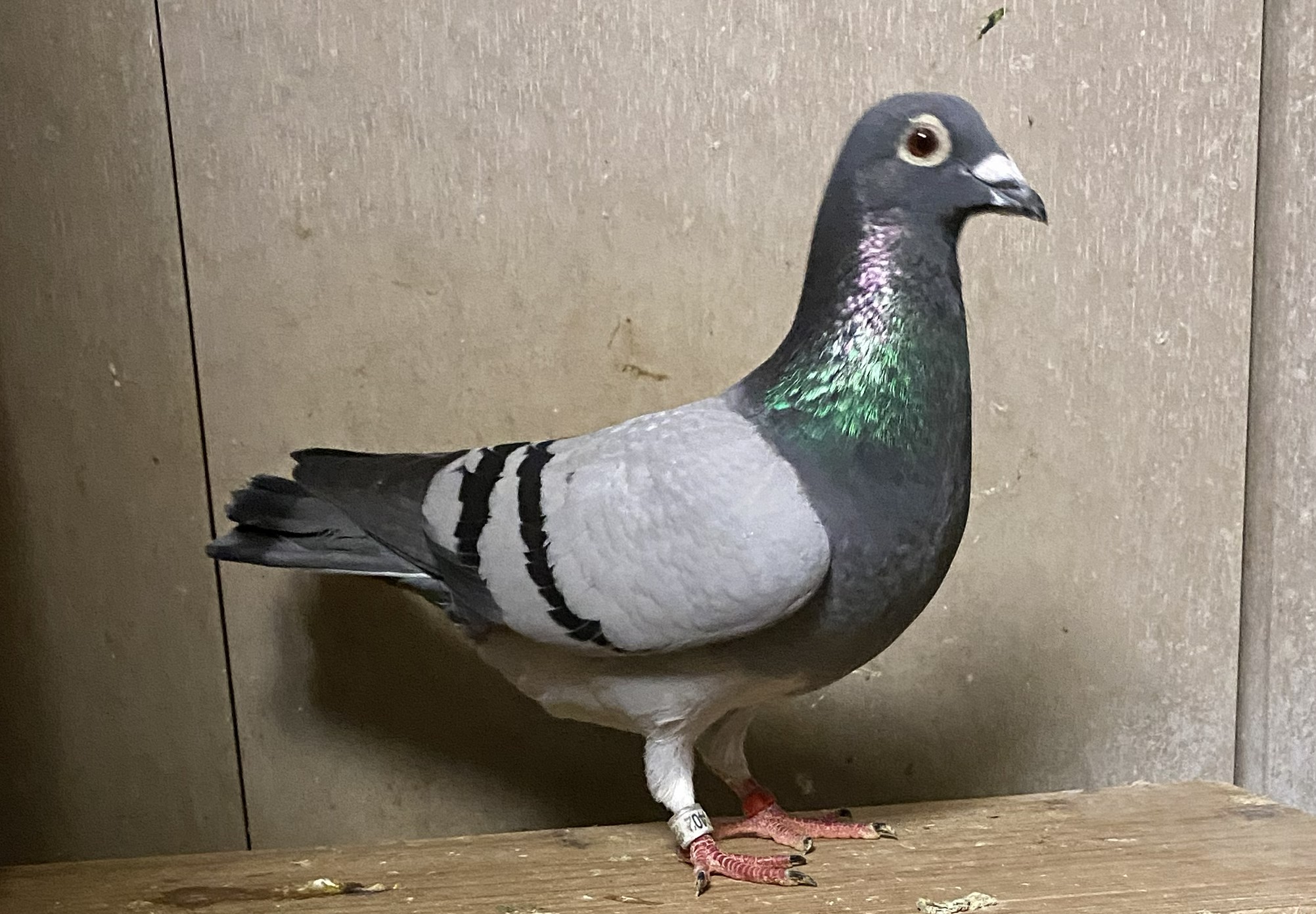  �i�{������̃��E�{���u���[�̒��e�~�f�u�N���Z��I�����s�A�[�h�̌Z��j�~�����{CH����4�ʒ��e