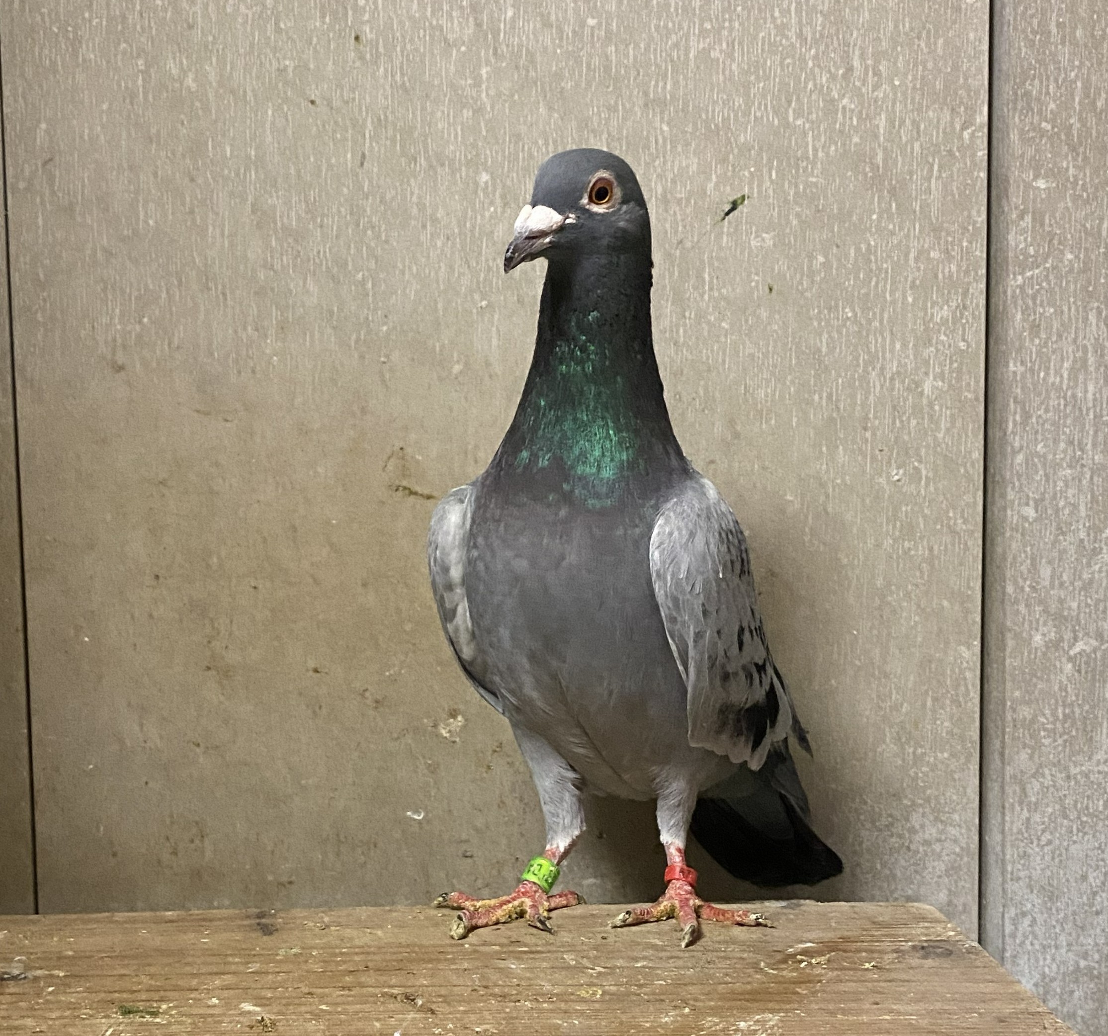 �n��N�����Q�ʂٕ̈�Z��i�G���b�N�����u���O�n���f�u�N���Z��n�j