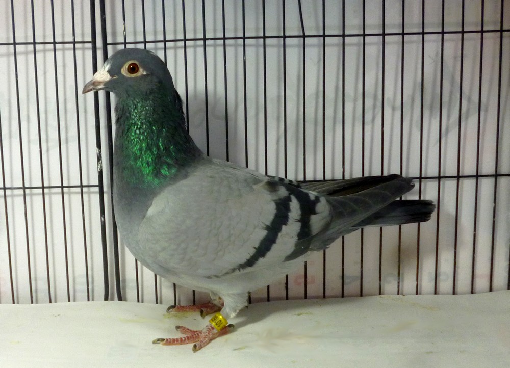 �e�[�X�W���R�n