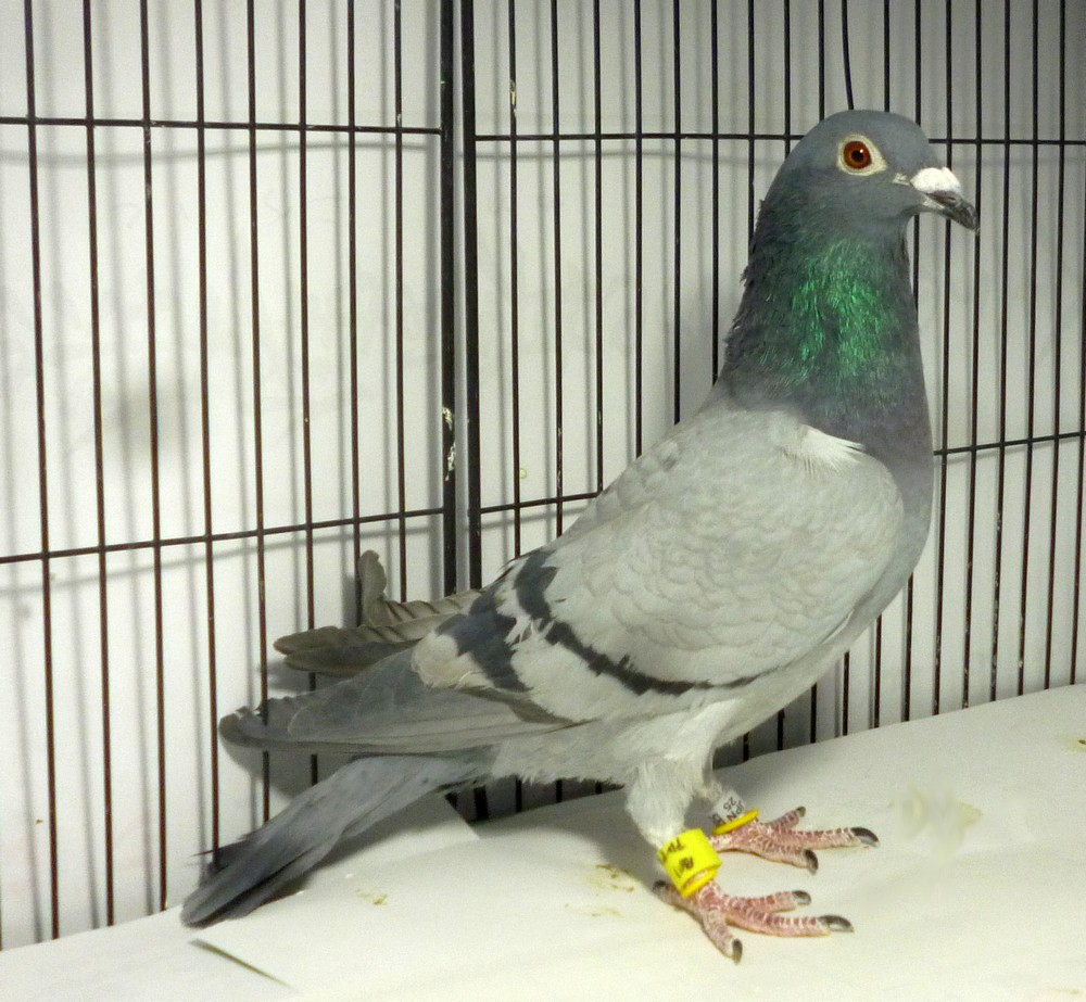 �e�[�P�O�P�@�Q�N�A�����{�G�[�X�s�W�����܁@�n���[�V�����e���[�E�A�������r�[���n