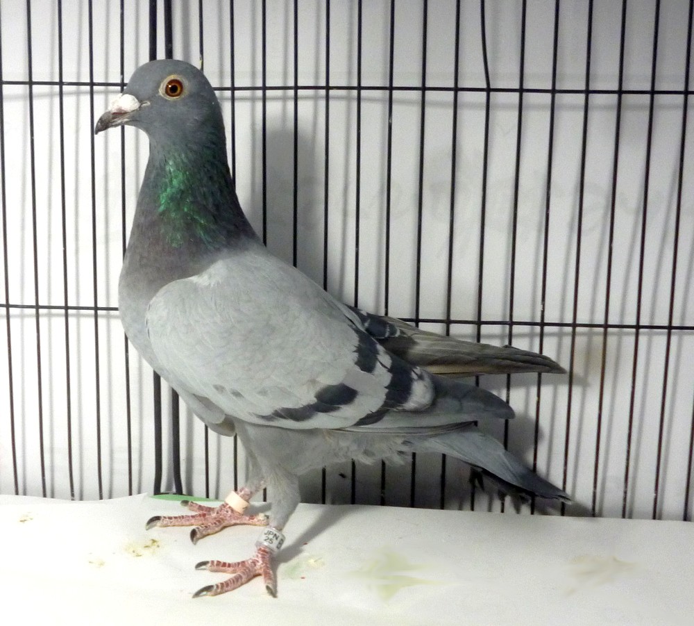 �e�[�P�O�Q�@���^�[���n��ы�